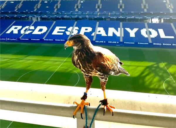 Águila de Harris “Perico” en control de aves en el Campo del RCD Espanyol de Barcelona